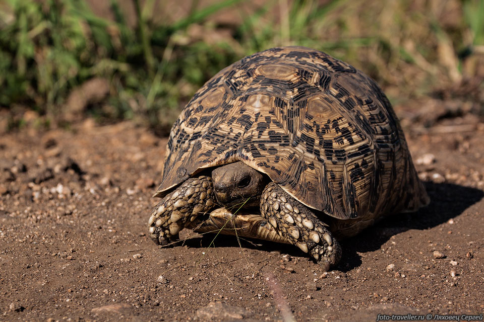 Леопардовая черепаха проживает на территориях от Судана и Эфиопии 
до южной оконечности Африки.
Ест растительную пищу, но при случае употребляет пищу животного происхождения.
Черепахи питаются в основном травами и различными суккулентами.