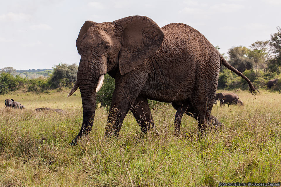 Хобот слона - это удлиненный, сросшийся с верхней губой нос. Длина 
хобота около 1,5 м, вес 135 кг.
С помощью хобота слон способен поднимать и тяжелые (250 кг) и мелкие предметы.