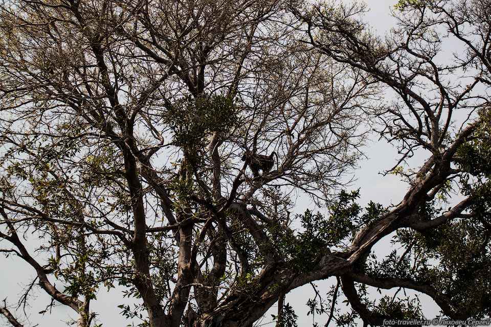 Бабуин в кроне дерева