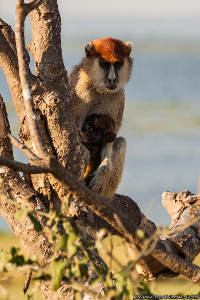 Мартышка-гусар (Erythrocebus patas, Patas monkey, Wadi monkey, 
Hussar monkey) с детенышем
