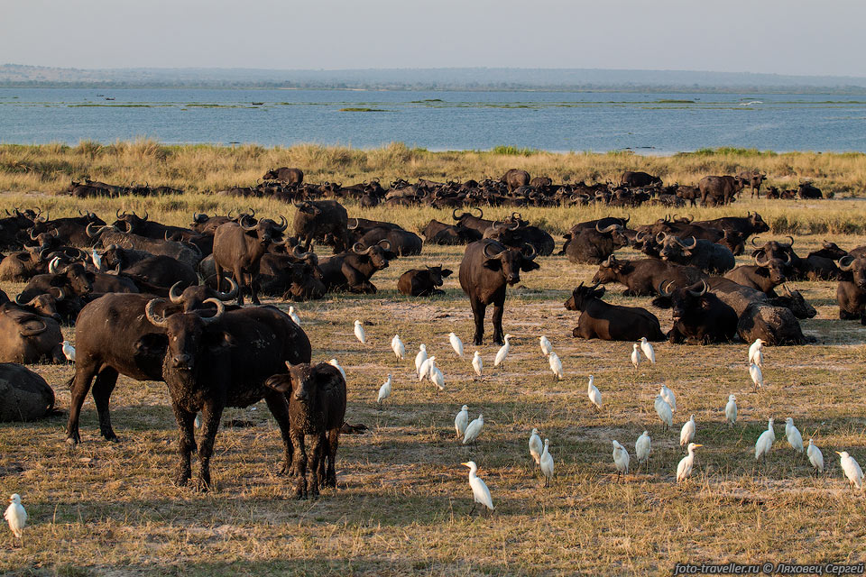 Стадо буйволов на берегу озера Альберт в парке Мерчисон-Фоллс