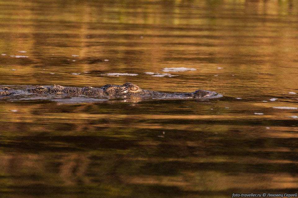 Нильский крокодил (Crocodylus niloticus).
Средний размер самцов 4,5-5,5 метра.