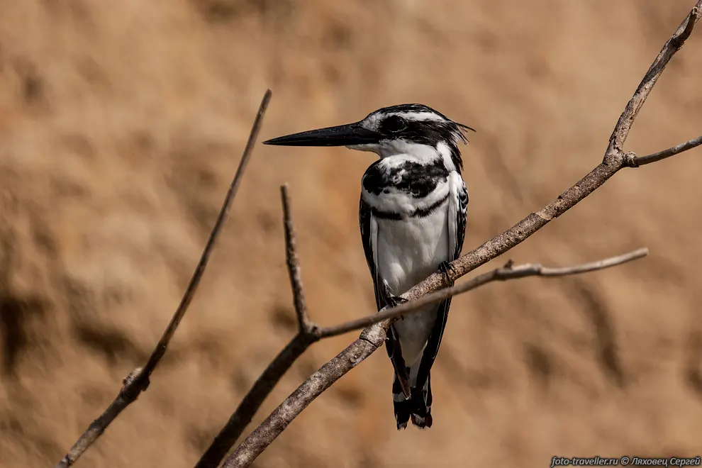 Малый пегий зимородок (Ceryle rudis, Pied kingfisher)
распространен в Африке и Азии.
Гнездится в обрывах отдельными парами или большими колониями.
Пищей служит мелкая рыба, крабы, водные беспозвоночные.