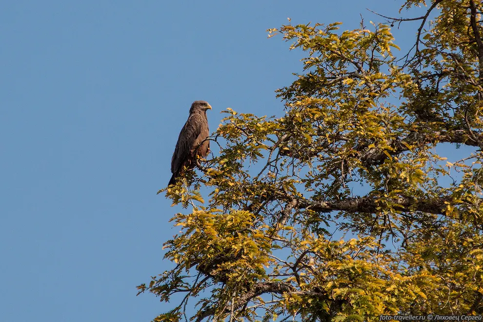 Коршун чёрный (Milvus migrans, Black kite) - хищная птица семейства
ястребиных.
Общая длина 50-60 см, масса 800-1100 г, размах крыльев 140-155 см.
Питается главным образом падалью, в основном рыбой. 