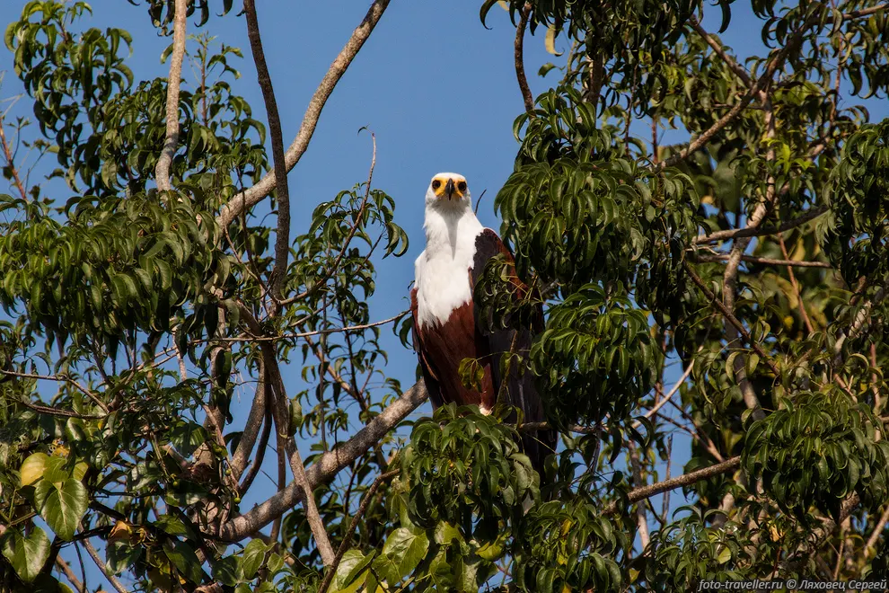 Орлан-крикун (Haliaeetus vocifer, African Fish Eagle) - африканская
хищная птица семейства ястребиных.
Живут в Африке к югу от Сахары на высоте до 1000 м над уровнем моря. Предпочитают 
близость к водоёмам.
Длина птицы составляет от 63 до 57 см, размах крыльев до 210 см.