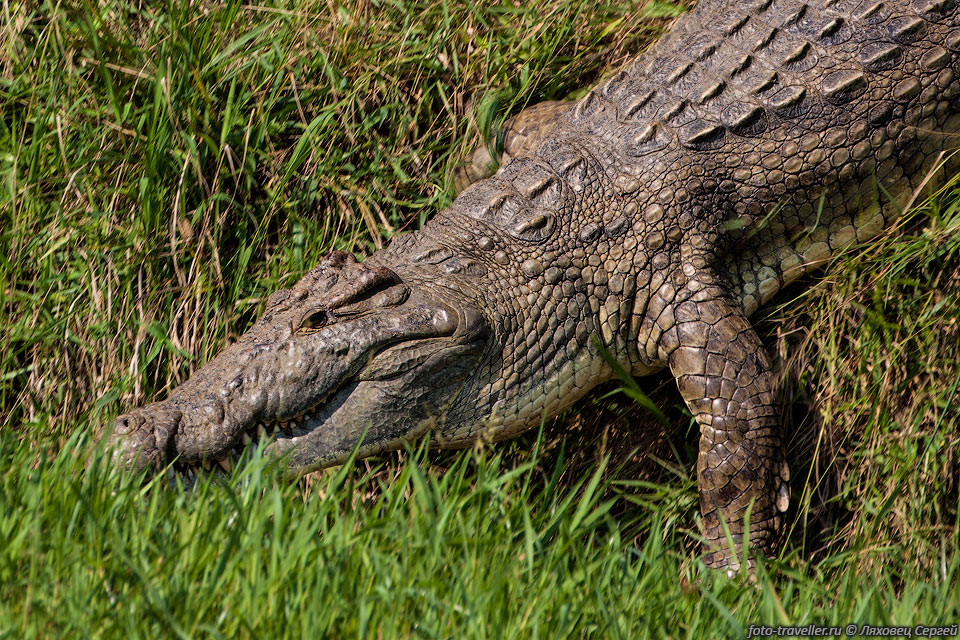 Большинство атак крокодилов на людей происходит в сельской местности 
и не регистрируется, 
поэтому реальное количество жертв неизвестно.
Цифра находится в диапазоне 200-1000 человек в год. В 2005 году в Уганде был пойман 
крокодил,
 который, по утверждению аборигенов, съел за 20 лет 83 человека. Другой крокодил, 
застреленный в Центральной Африке,
согласно книге рекордов Гинесса убил около 400 человек за несколько лет.