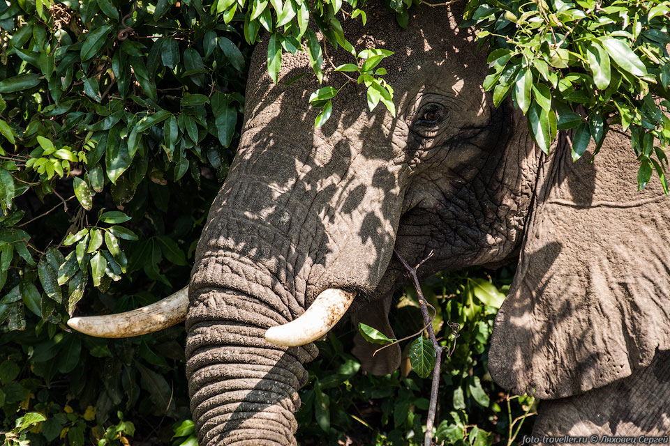 Кожа слона достигает толщины 2-4 см.
Несмотря на толщину, кожа слонов чувствительна к различным повреждениям и укусам 
насекомых.