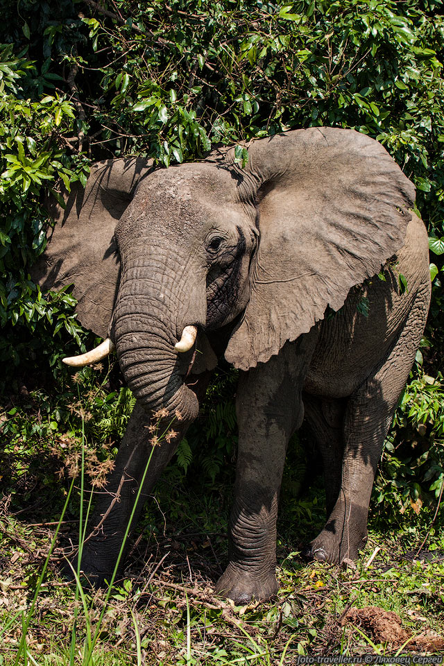 Слоны имеют некое представление о смерти. 
Они, в отличие от других животных, распознают трупы и скелеты сородичей.
Африканские слоны доживают до 60-70 лет.