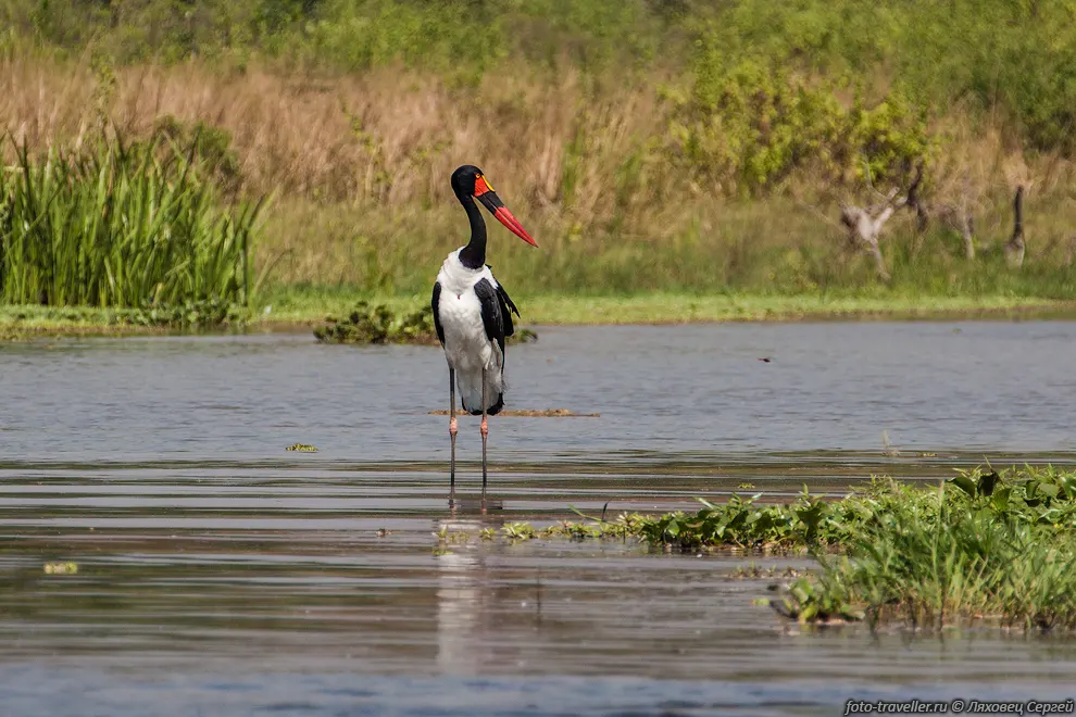 Седлоклювый ябиру (Ephippiorhynchus senegalensis, Saddle-billed
Stork) - самый крупный представитель семейства аистовых.
У ябиру необычный клюв красного цвета с поперечной чёрной полосой.
Самцы достигают длины 146 см, около 6 кг, а размах крыльев у них составляет 240 
см.
Распространены на западе и юге Африки.