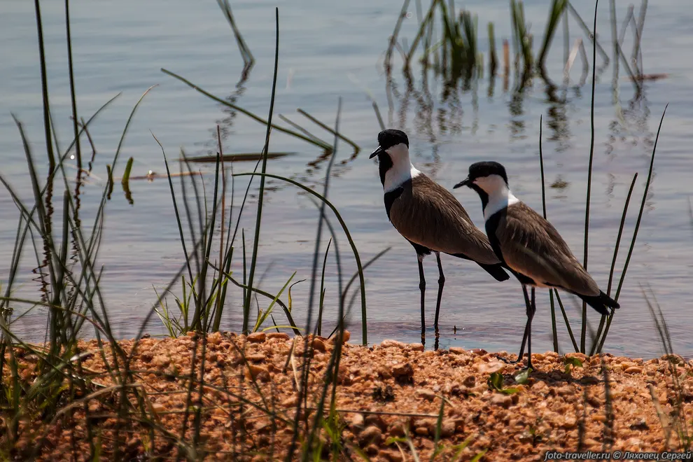 Шпорцевый чибис (Vanellus spinosus, Spur-winged Lapwing)
питается в основном жуками, комарами и их личинками, а также муравьями