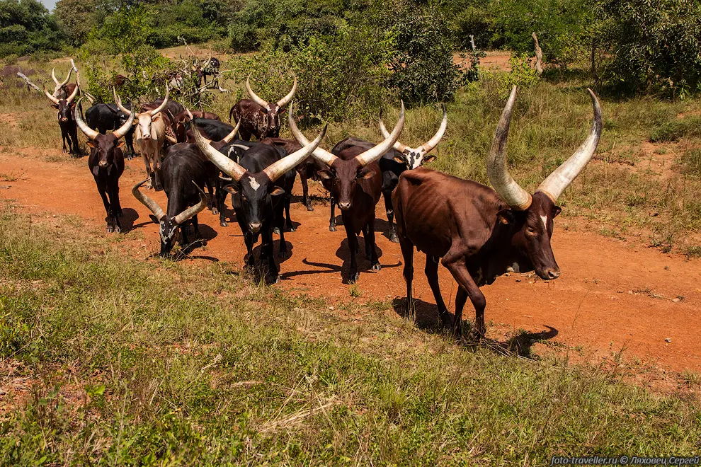 Ватусси (Ankole-Watusi, Ankole Longhorn, Ankole Long-Horned Cattle)
- порода крупного рогатого скота, выведенная в Африке.
Особенностью ватусси являются огромные рога, которые пронизаны системой кровеносных 
сосудов
 и используются для терморегуляции при жаре.
Пищеварительная система ватусси способна перерабатывать очень грубую пищу.