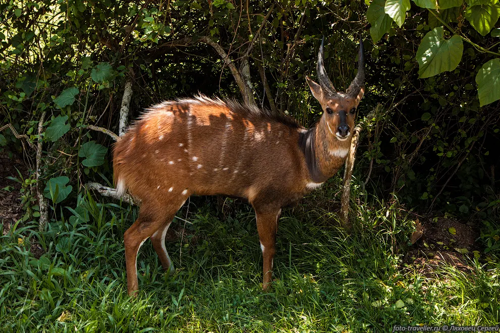 Бушбок (Tragelaphus scriptus, Bushbuck) живут к югу от Сахары.