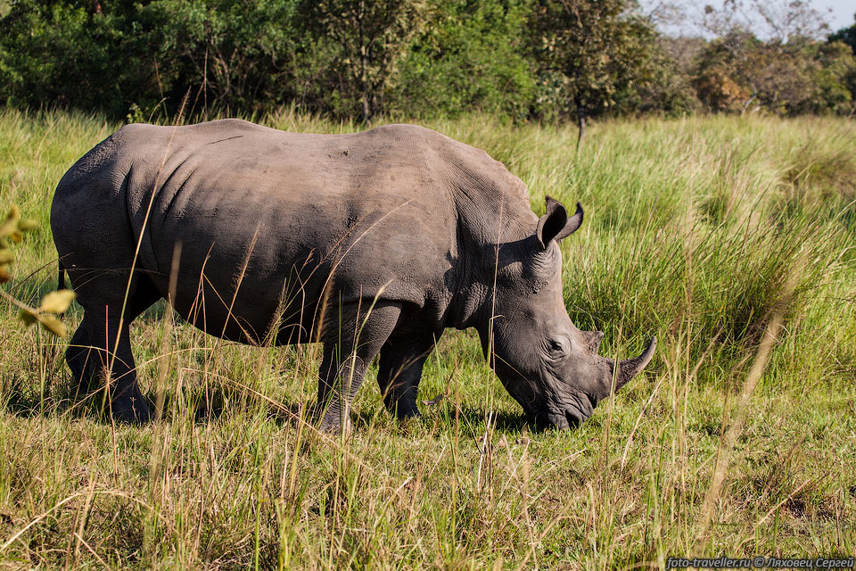 Белый носорог (Ceratotherium simum) - второе по величине сухопутное 
животное на планете после слона.
Вес старых самцов достигает иногда 5 тонн (обычно 2-2,5 тонны), а длина тела - 4,2 
метра. Высота в плечах 1,6-2 м. 
Белого цвета в нём ничего нет, это искаженное название. Окраска этого носорога тёмная, 
лишь чуть более светлая, чем у чёрного.