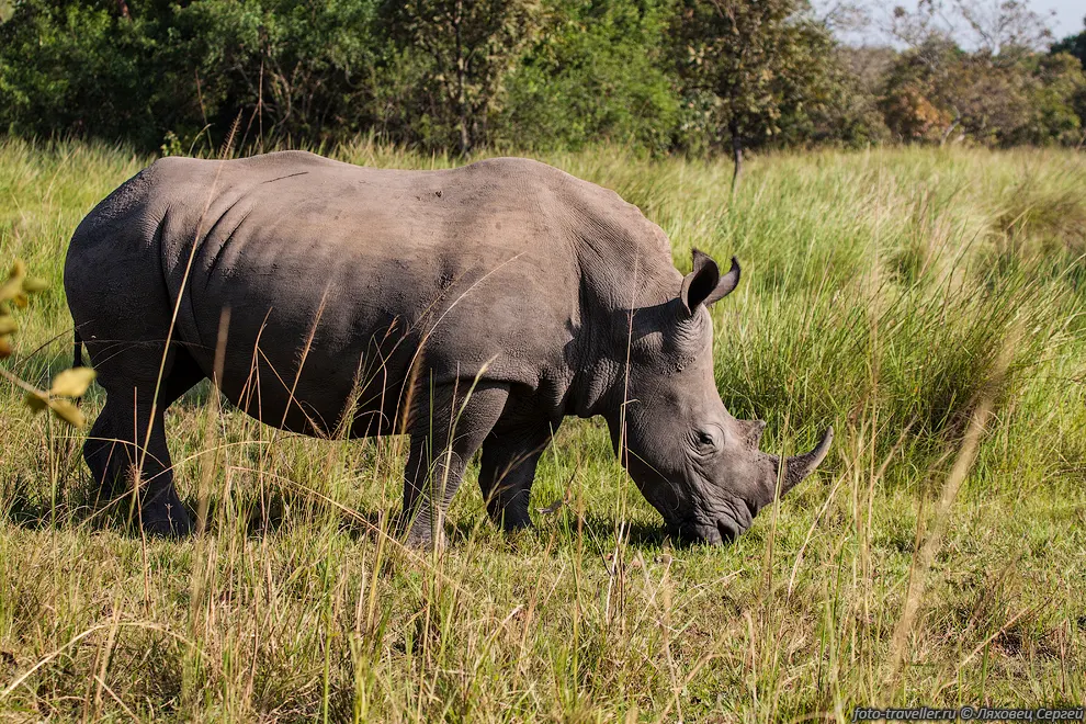Белый носорог (Ceratotherium simum) - второе по величине сухопутное
животное на планете после слона.
Вес старых самцов достигает иногда 5 тонн (обычно 2-2,5 тонны), а длина тела - 4,2 
метра. Высота в плечах 1,6-2 м. 
Белого цвета в нём ничего нет, это искаженное название. Окраска этого носорога тёмная, 
лишь чуть более светлая, чем у чёрного.