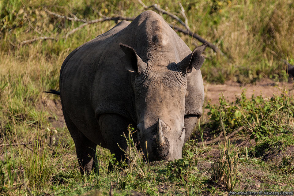 У носорога два рога, передний из которых всегда длиннее (рекорд 
1,58 м).
