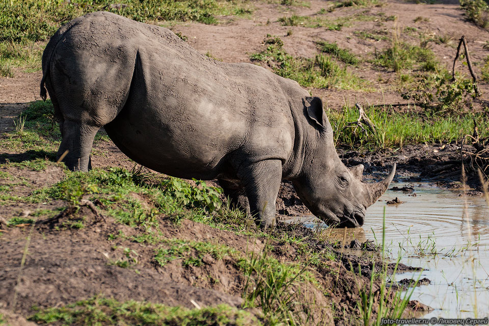 У носорогов хорошо развито обоняние.
Плохое зрение - не проблема для этого животного, а проблема того, кто оказался на 
его пути.
При благоприятном ветре человек может осторожно подойти к пасущемуся животному на 
расстояние 30-35 м.