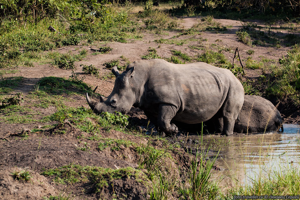 Грязевые ванны необходимы для носорогов