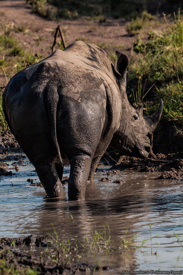 Бесконтрольная охота на носорогов в 19 веке поставила его на грань 
исчезновения.
Носороги стали жертвой суеверия о чудодейственной силе рога.
Общая численность белых носорогов в дикой природе составляет около 20 тыс. штук.