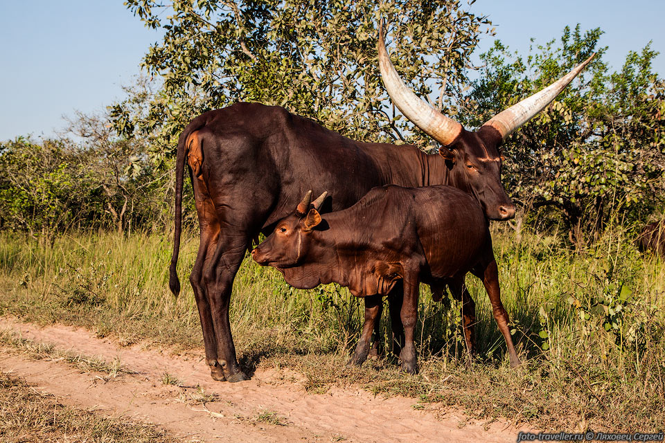 Корова с теленком.
Ватусси (Ankole-Watusi, Ankole Longhorn, Ankole Long-Horned Cattle).