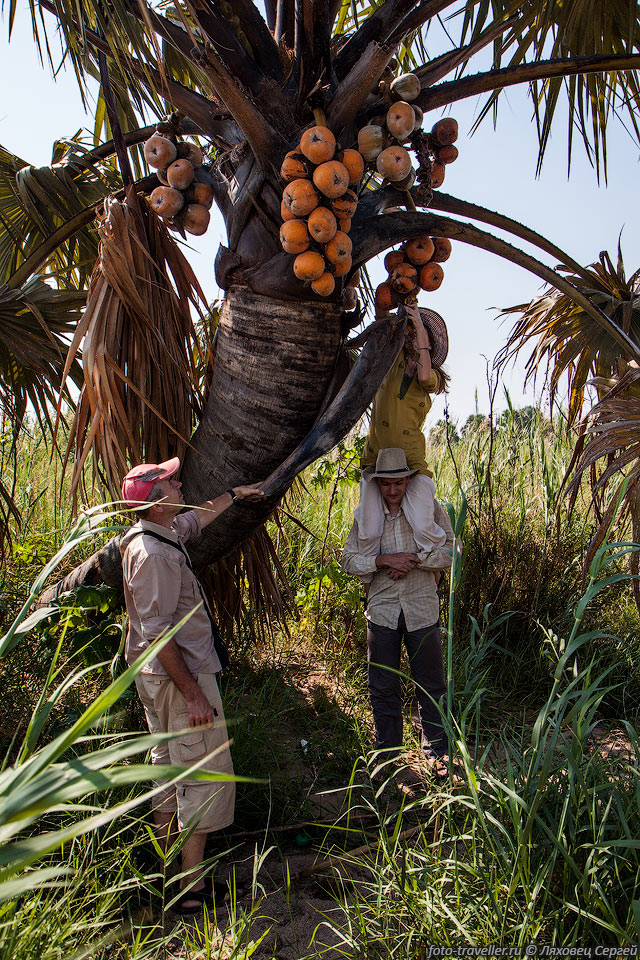 Борассус эфиопский (Borassus aethiopum, African fan 
palm, African palmyra palm, Deleb palm, Toddy palm)
растет в различных областях Африки и на прилегающих островах.
Достигают высоты 25 метров и диаметра у основания 1 метр.