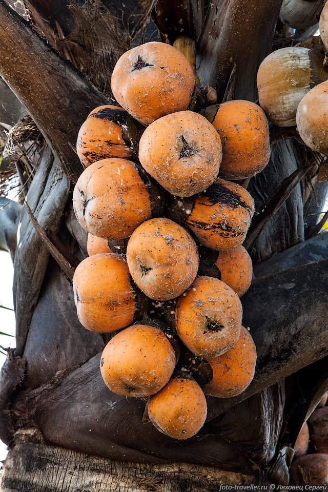 Плоды борассуса эфиопского съедобны. Мы их пробовали есть, но 
они оказались сильно недозрелыми.
Древесину не едят термиты, она может быть использована для строительства.