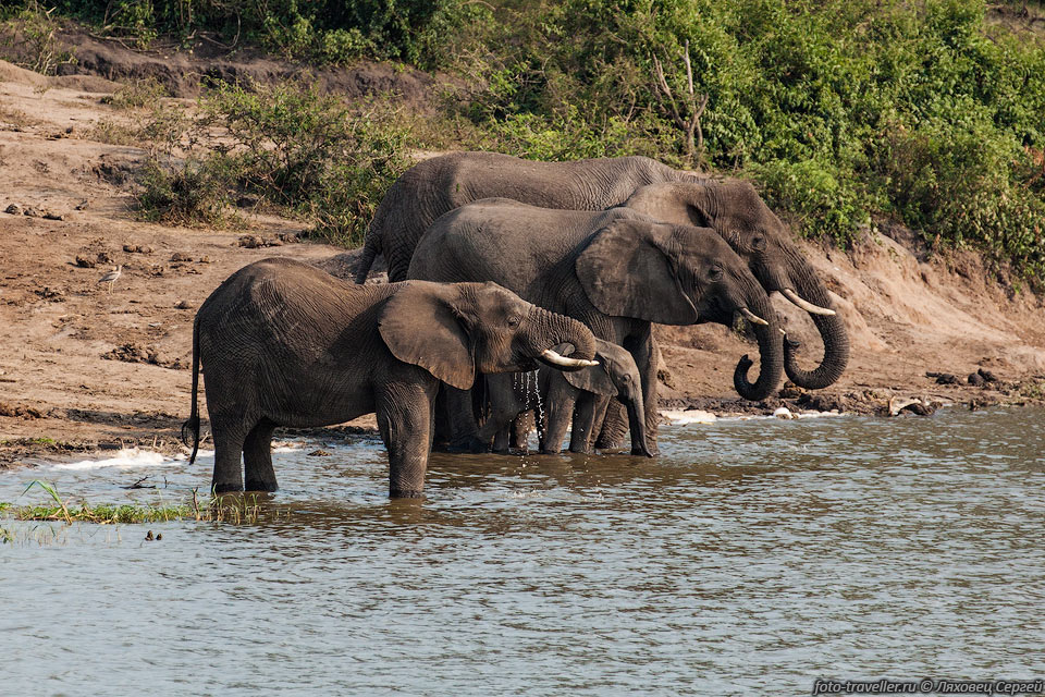 Слоны на водопое на берегу канала Казинга в Национальном парке 
королевы Элизабет