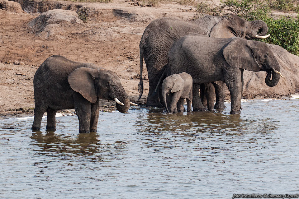 Несмотря на то, что в Национальном парке королевы Элизабет многие 
животные погибли во время угандийско-танзанийской войны, 
сейчас парк является местом обитания для почти 100 видов млекопитающих и более 600 
видов птиц.
 Это больше, чем в любом другом парке Уганды.