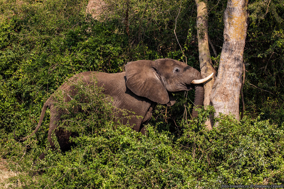 На начало 19 века в Африке обитало до 27 млн. слонов. Сейчас их 
всего 400-660 тысяч