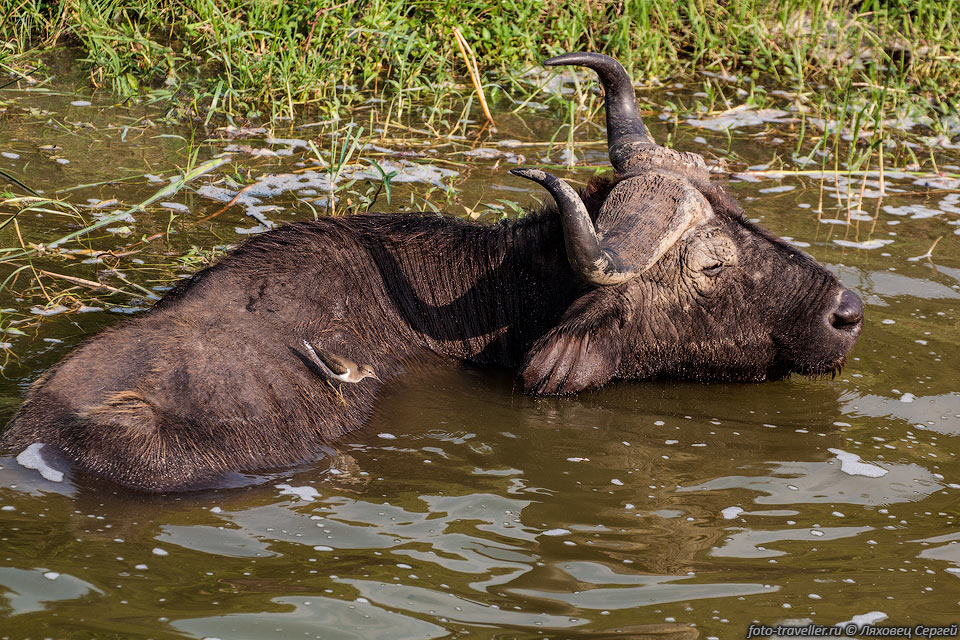 Побережье канала Казинга занято различными животными