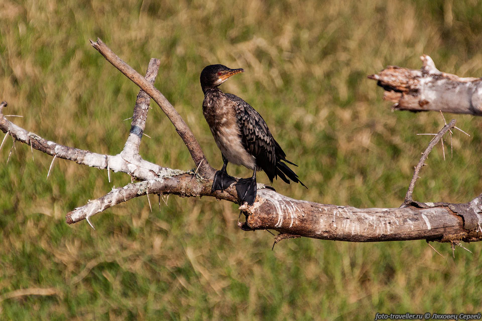 Камышовый баклан (Phalacrocorax africanus, Reed cormorant, Microcarbo 
africanus, Long-tailed cormorant)