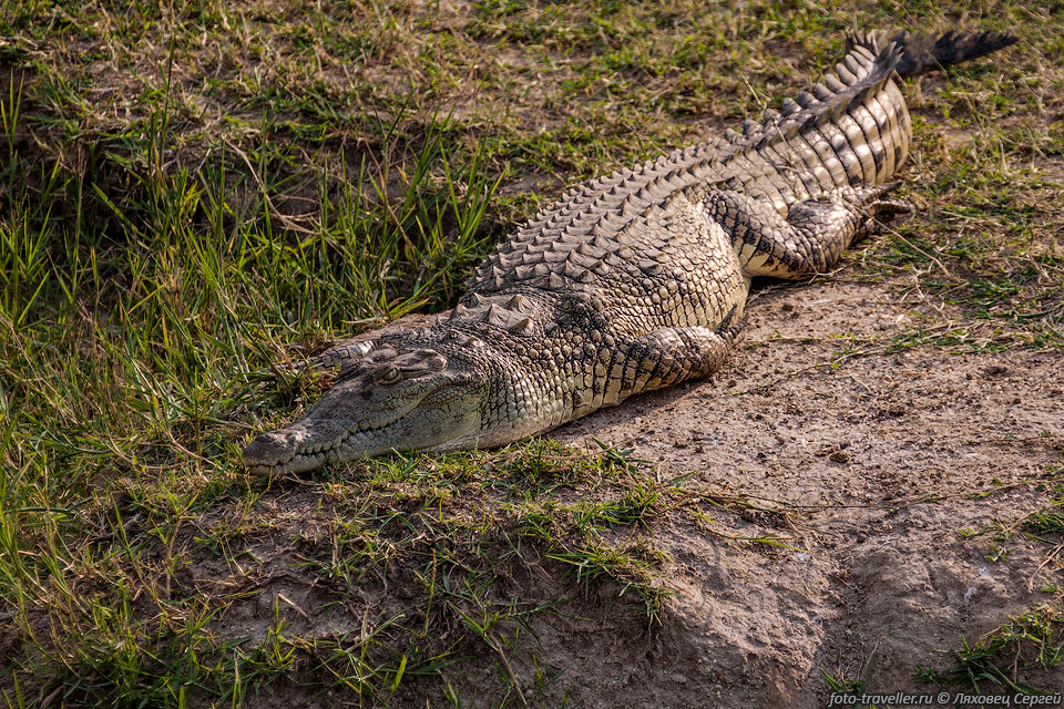 Крокодил принимает солнечные ванны на берегу канала Казинга