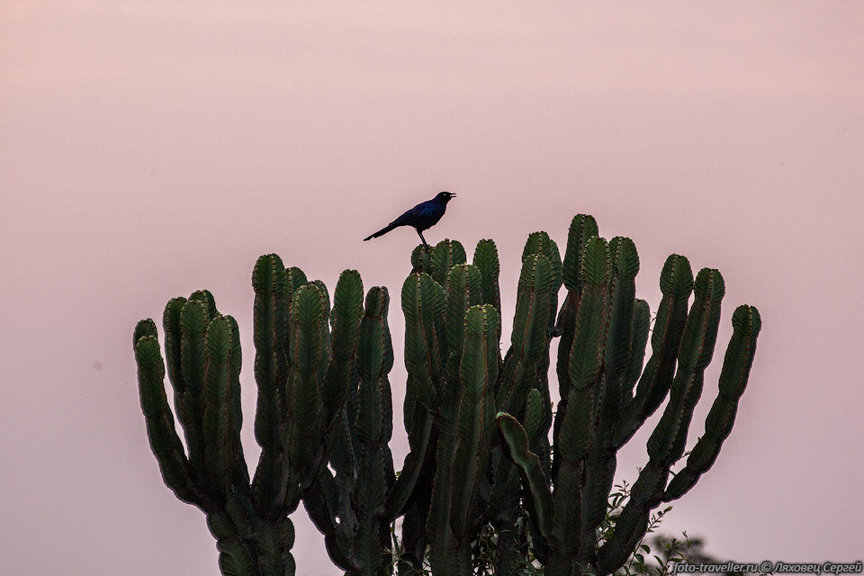 Стальной блестящий скворец (Lamprotornis chalybaeus, 
Greater blue-eared starling) распространен в Восточной и Центральной Африке
