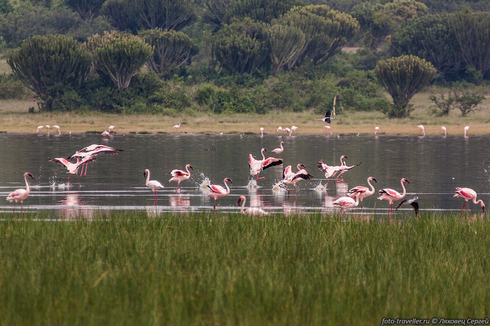 Озеро Муниэнианже (Munyanyange) с обыкновенным или розовым фламинго 
(Phoenicopterus roseus) возле поселка Катве. 
Близко к ним не подойти, фламинго довольно пугливые.