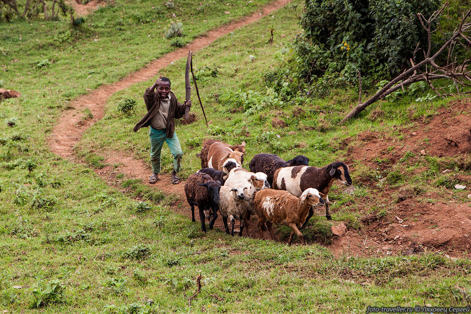 Пастух овец в Уганде