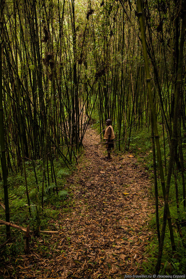 Тропинка в бамбуковом лесу.