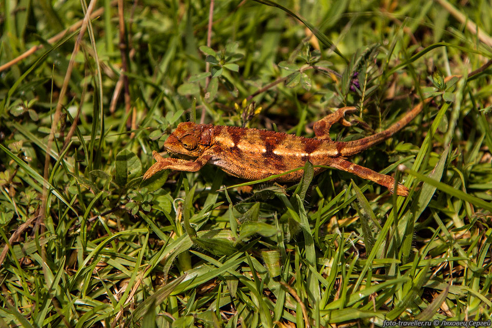 Грациозный хамелеон (Graceful Chameleon, Chamaeleo gracilis) коричневого 
цвета