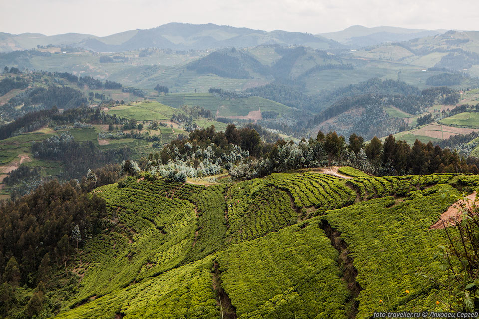 Климат Руанды субэкваториальный, сезонно-влажный, мягкий из-за 
значительной высоты над уровнем моря.
 В Кигали среднемесячные температуры круглый год 17-21°C. Осадков около 1000-1500 
мм в год. Сухой сезон - с июня по сентябрь.
Вся страна - окультуренные холмы.
Животный мир почти истреблён. Крупные животные сохранились только в заповедниках.