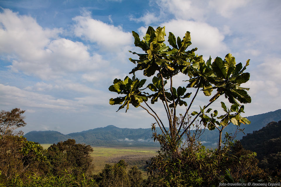 Антоклейста крупноцветковая (Anthocleista grandiflora, Forest 
fever tree).
Это вечнозеленое дерево вырастает высотой до 30 метров, занимает верхний ярус дождевого 
леса.
Растет в Восточной Африке от Уганды и Кении до ЮАР.