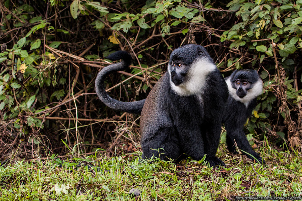 Бородатая мартышка (Cercopithecus lhoesti, L'Hoest's 
monkey, Mountain monkey) обитает в горных районах ДРК, Уганды и Руанды.
Обычно живет на высотах 1500-2500 м над уровнем моря, реже встречаются на высоте 
900 м и ниже.
По этой причине их иногда называют горными обезьянами.