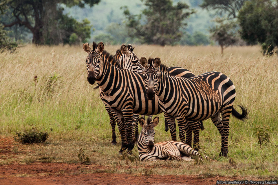 В национальном парке Акагера (Akagera National Park) посмотрели, 
зебр, бегемотов, антилоп и других животных.
Нельзя сказать, что парк особо интересен, но он единственный в Руанде.
Парк расположен на востоке Руанды, вдоль границы с Танзанией. Парк создан в 1934 
году и назван из-за реки Кагера, протекающей в парке.
Во время гражданской войны земли парка были заселены, сейчас размеры парка меньше, 
чем были ранее.
