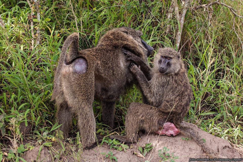У бабуинов у самки во время беременности голая кожа над седалищем 
становится ярко-красной