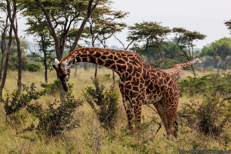Жираф объедает листья на кусте.
Тёмный язык жирафа очень длинный (45 см) и мускулистый. Жираф может хватать им ветки.