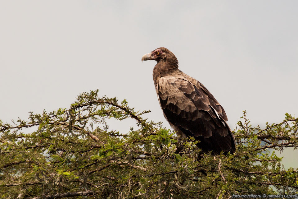 Молодой пальмовый гриф (Gypohierax angolensis, Palm-nut vulture)

имеет темную окраску, в отличии от светлых взрослых птиц