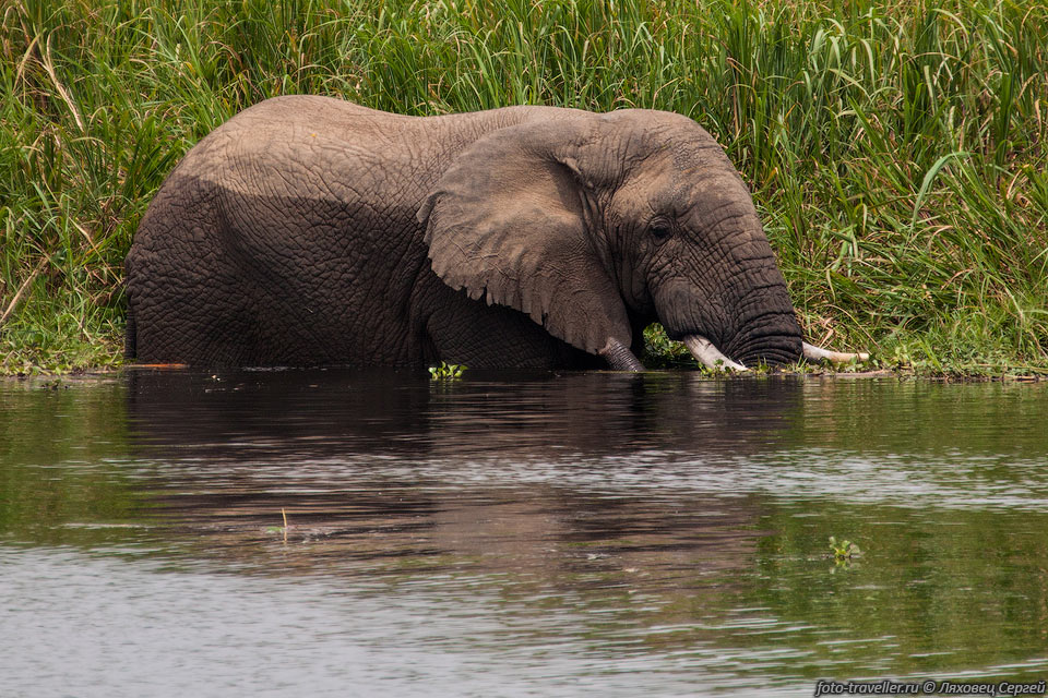 Слон купается в озере Михинди (Lac Mihindi) в национальном 
парке Акагера.
Слоны питаются растительной пищей - листьями, ветвями, побегами, корой и корнями 
деревьев и кустарников.