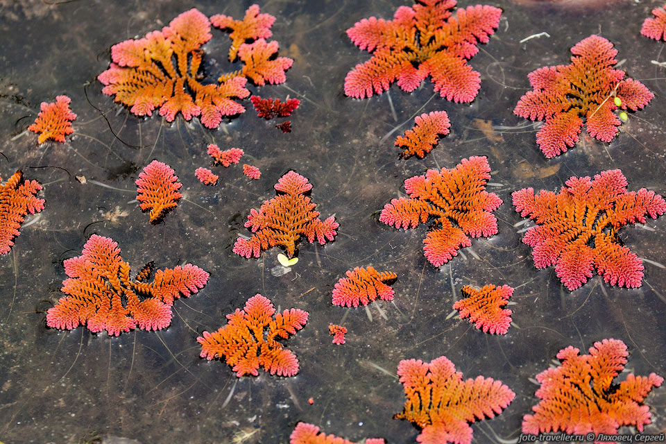Азолла перистая африканская (Азолла африканская, Azolla pinnata 
subsp. africana) - плавающие папоротники.
Образует плотный покров на мелководье в пресной воде.