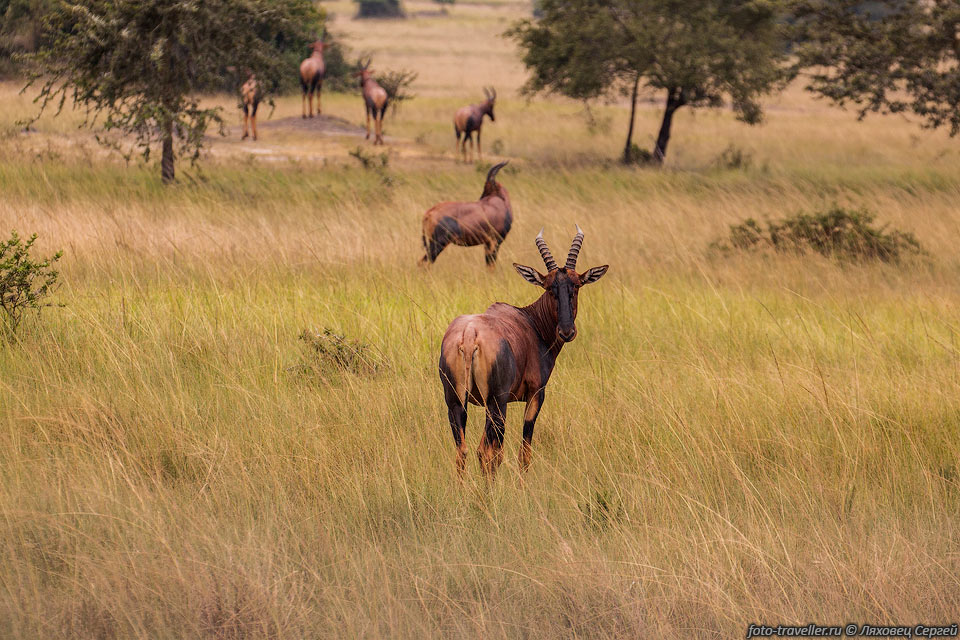 Антилопа топи (Сассаби, Корригум, Damaliscus lunatus, Topi Antelope) 
предпочитают открытые саванны. 
Убегая от хищника могут развивать скорость до 70 км/ч.