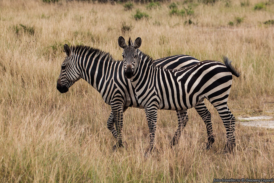Равнинная зебра, саванная зебра, Бурчеллова зебра (Equus quagga).
Самая распространенная зебра.