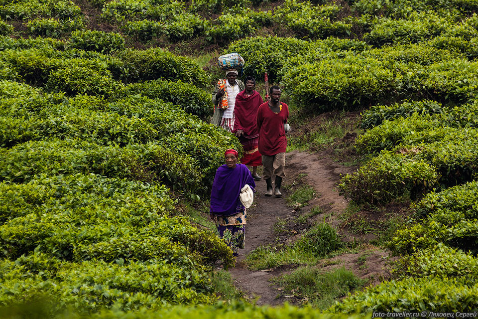 Плантация чая.
После ночевки на чайной плантации, переезжаем обратно в Уганду.