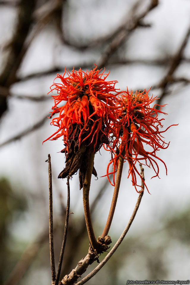 Абиссинская Эритрина (Erythrina abyssinica) - тропическое полулистопадное 
или листопадное дерево, достигающее 9-12 м в высоту. 
Родом из Шри-Ланки и Восточной Африки. Цветет очень красивыми цветами, 
которые появляются на дереве перед вегетационным периодом.
Листья съедобные, ярко-зеленые, сердцевидной формы. 
Плоды - стручки 15-25 см длиной, содержат ядовитые красные семена.