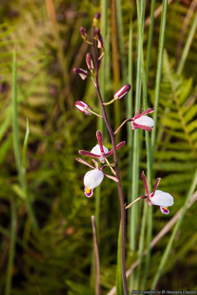 Эулофия (Eulophia) относится к орхидеям
